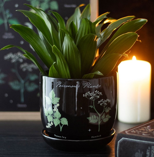 Poisonous Plants Plant Pot