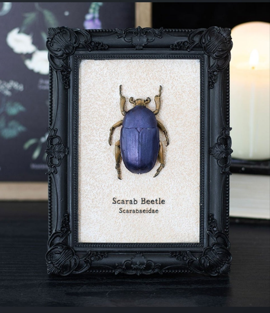 Scarab Beetle Framed Wall Art Print